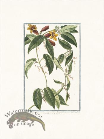 Bonelli 185 scandens